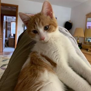 Meet your Posher, Melvin